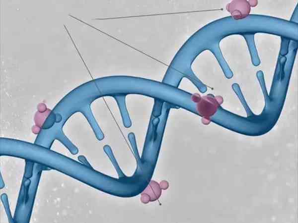 女人crebbp基因突变会遗传给小孩吗？