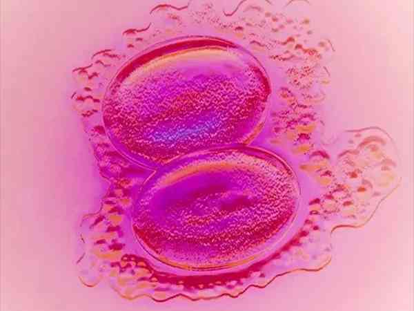 囊胚移植第五天雌二醇2990pg/ml正常吗？
