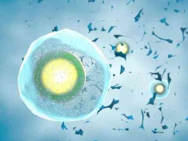 鲜胚冷冻时胚胎细胞数量减少原因有哪些？