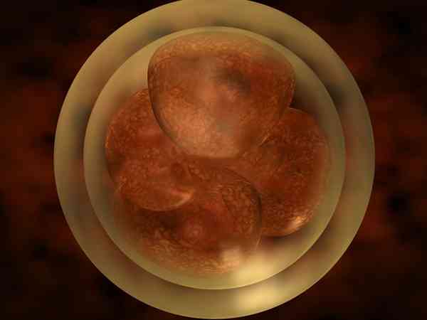 为什么第一次做试管婴儿移植二级胚胎会失败？