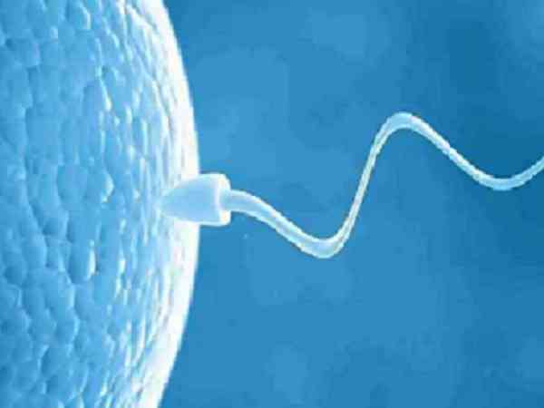 中医说想生男孩排卵前同房的原理：xy精子的寿命是依据