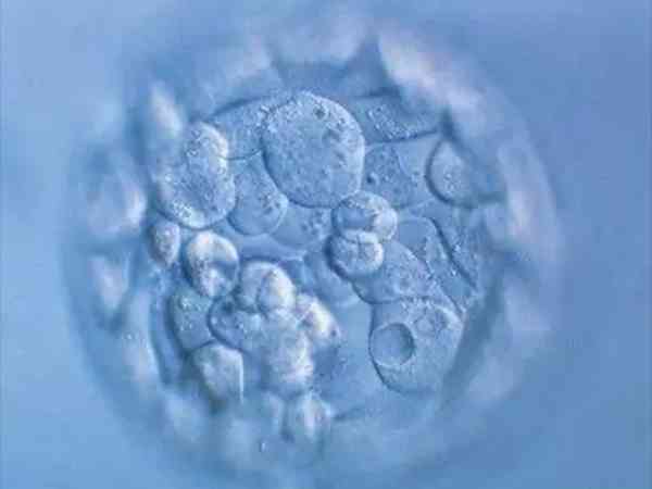 胚胎碎片率40能继续培养吗？想养囊得满足这些条件