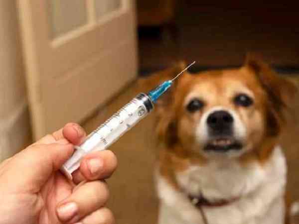 国家取消狂犬疫苗抗体检测是因为狂犬病已经可以治愈了吗？