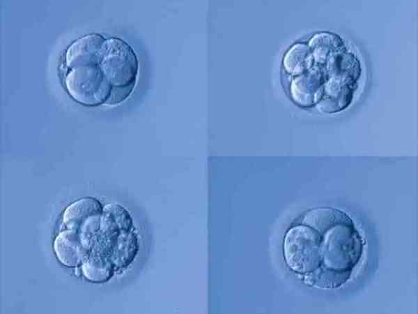 为啥配成的胚胎1级很少？问题不一定就出在精卵质量上