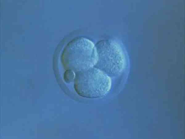 好的囊胚图片长什么样子？区分“美丑”得看细胞团、滋养层