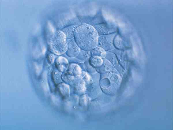 胚胎几细胞可以冻起来？能达到冻胚标准的都满足这3要求