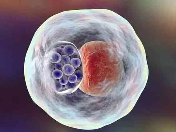 放2个冷冻囊胚一般会成功几个？两个都着床概率有多少？