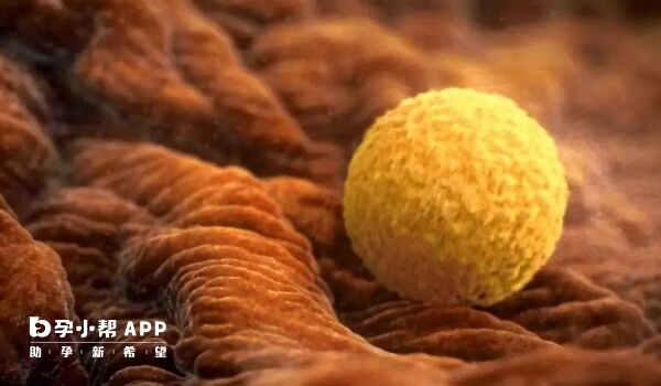 有成熟卵泡不代表内膜达标