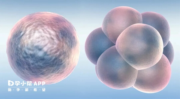 胚胎评分6、7、8代表的是卵裂球细胞数目