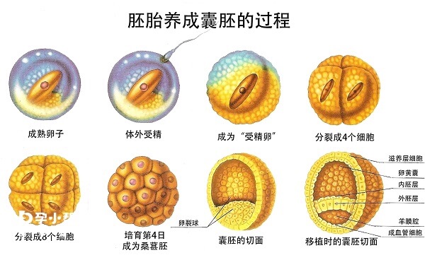 胚胎养成囊胚的过程