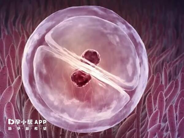 鲜胚移植最快也要3至4天才能着床