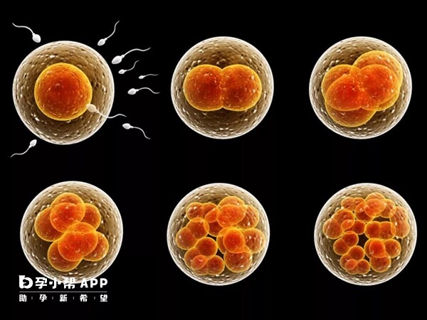 胚胎卵裂过程