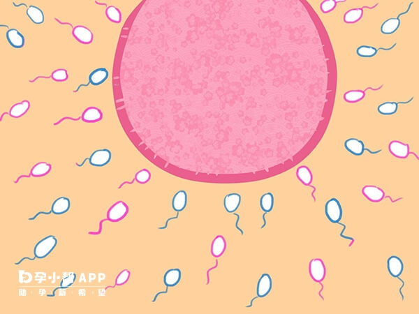 受精卵质量不佳就会导致胚胎生化