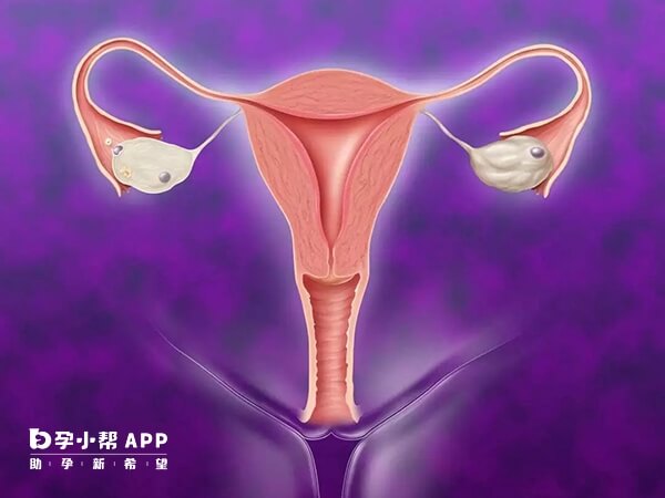 amh检查主要作用是评估卵巢功能
