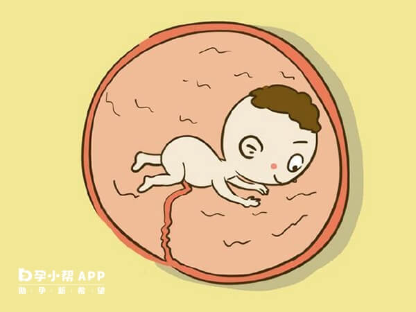 胎儿脐带是凸起的原因之一