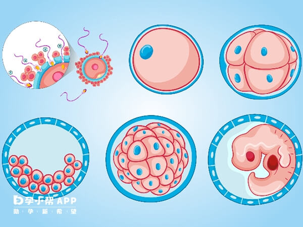 胚胎有等级划分