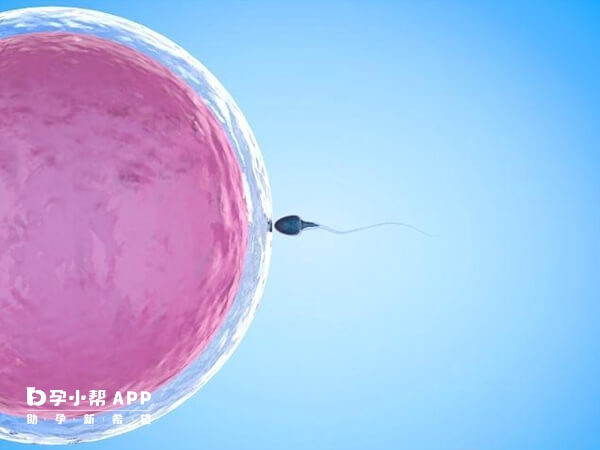 卵泡质量影响配成胚胎的成功率