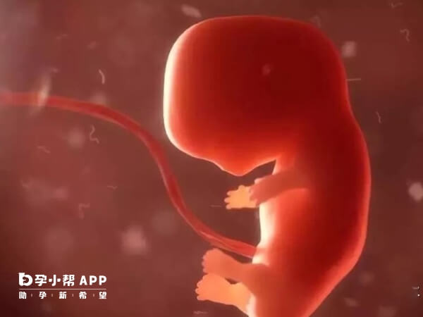 胎停育可能与染色体异常有关