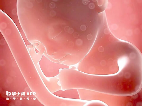 孕4到12周是胎儿器官分化发育阶段