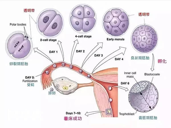 囊胚移植后发育过程图