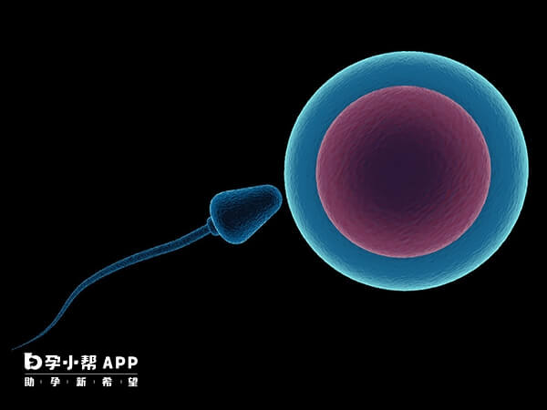 精子卵子结合才能生育孩子