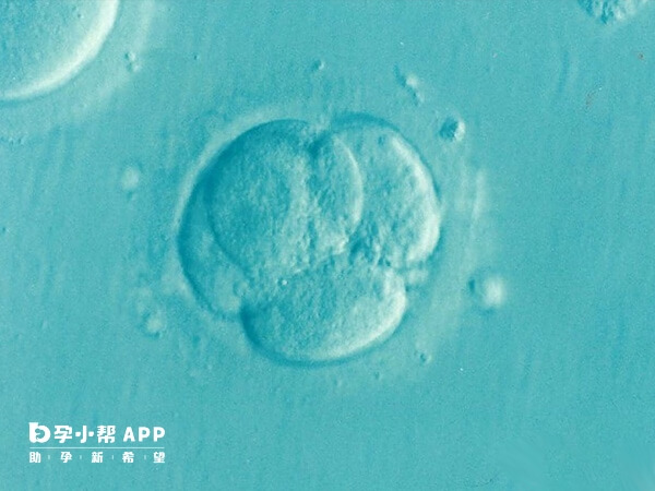 4aa囊胚适合移植