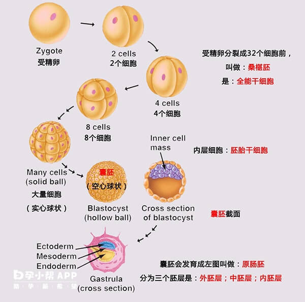 囊胚质量越好其细胞数量越多碎片越少