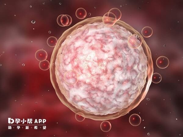 AMH抑制原始卵泡的募集和窦卵泡的发育防止卵泡过早耗竭