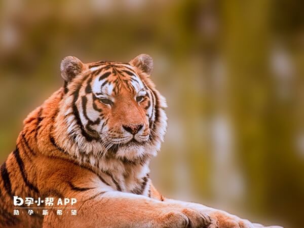 虎是万兽之王