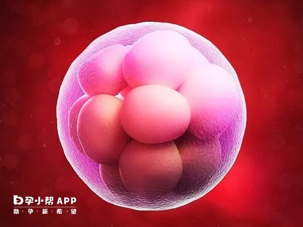 胚胎质量是移植成功的关键因素之一
