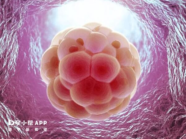 鲜胚会先发育成囊胚后再着床