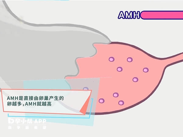 amh代表卵泡数量