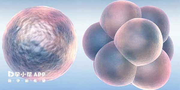 囊胚质量影响着床率