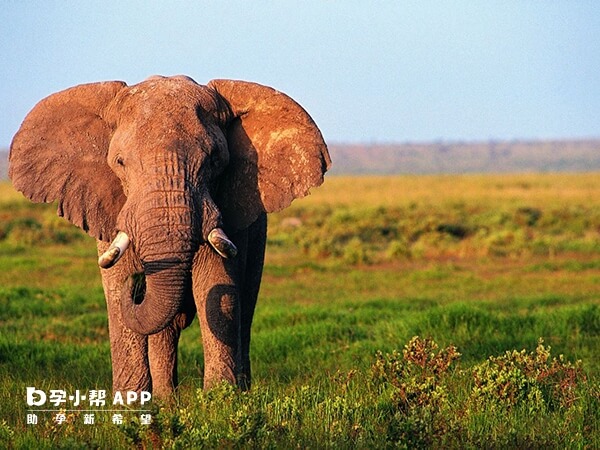 孕妇梦见大象是吉兆