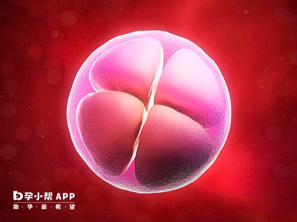 养囊对胚胎的质量要求高