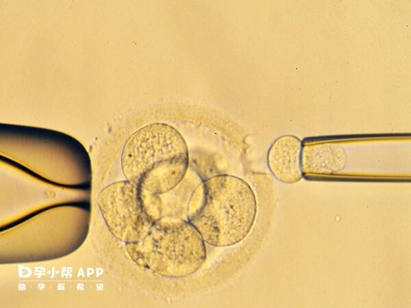 3bc囊胚已经达到了试管移植的标准