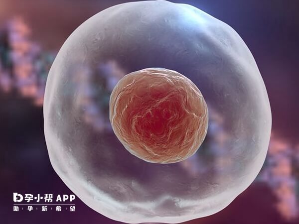 鲜胚移植成功与胚胎质量有关