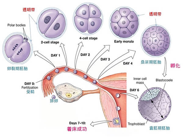 囊胚着床过程图