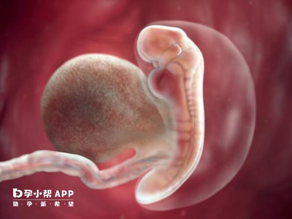 8-12周胚胎发育不稳定易胎停