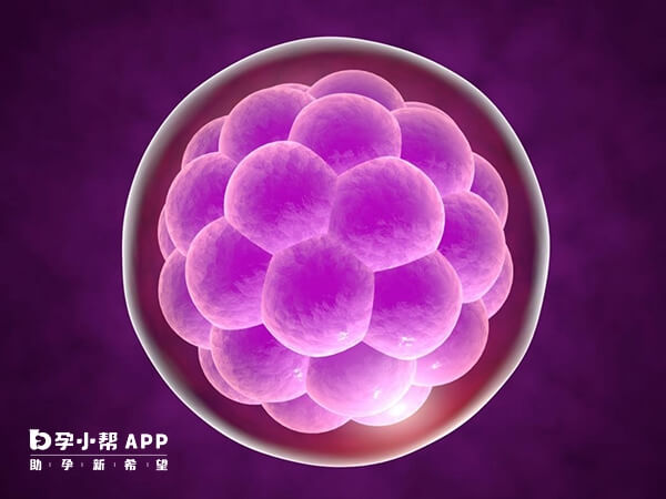 4bb囊胚属于优质胚胎