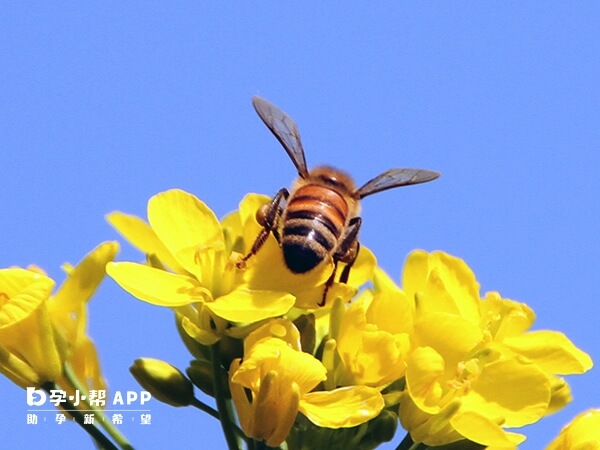 蜜蜂代表辛勤