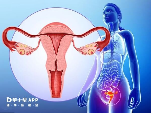 amh值能反应女性卵巢功能