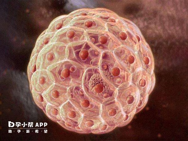 5bb囊胚属于优质胚胎