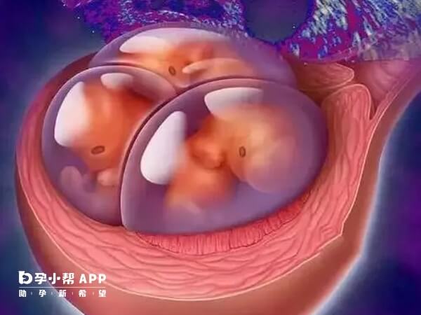 三代试管需进行囊胚筛选