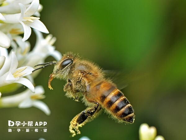蜜蜂具有勤劳精神