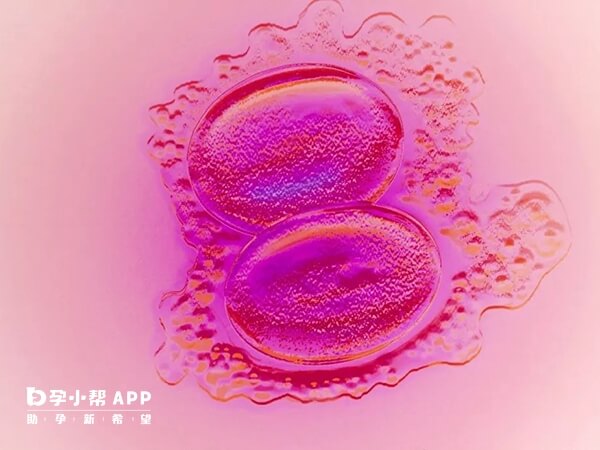 4bb囊胚属于优质囊胚