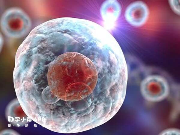 5细胞属于二级胚胎