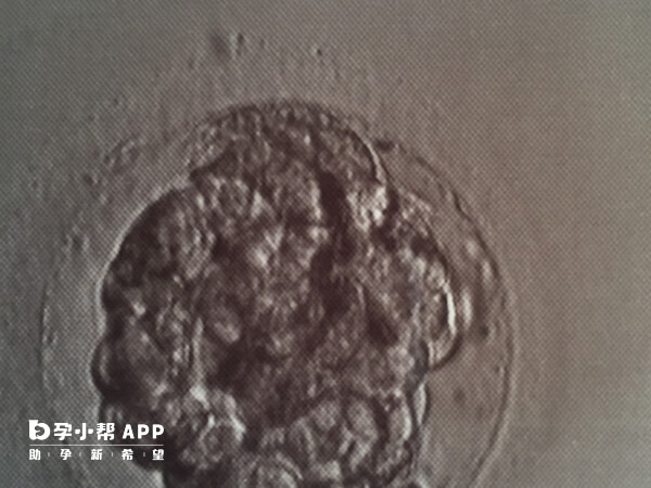 3ab囊胚属于优胚