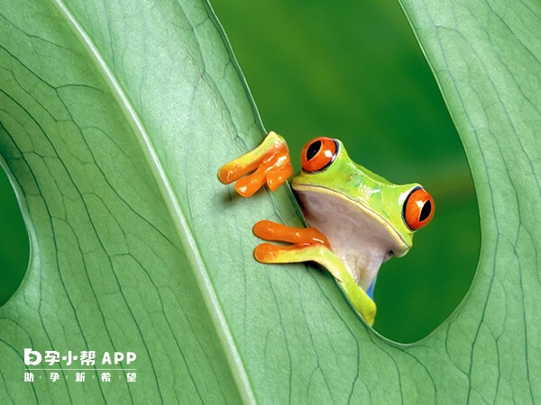 青蛙在童话故事中是善良浪漫的化身
