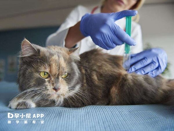 目前还没有已上市的猫弓形虫疫苗